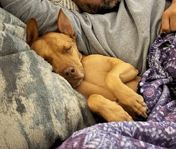 Gracie image 3
