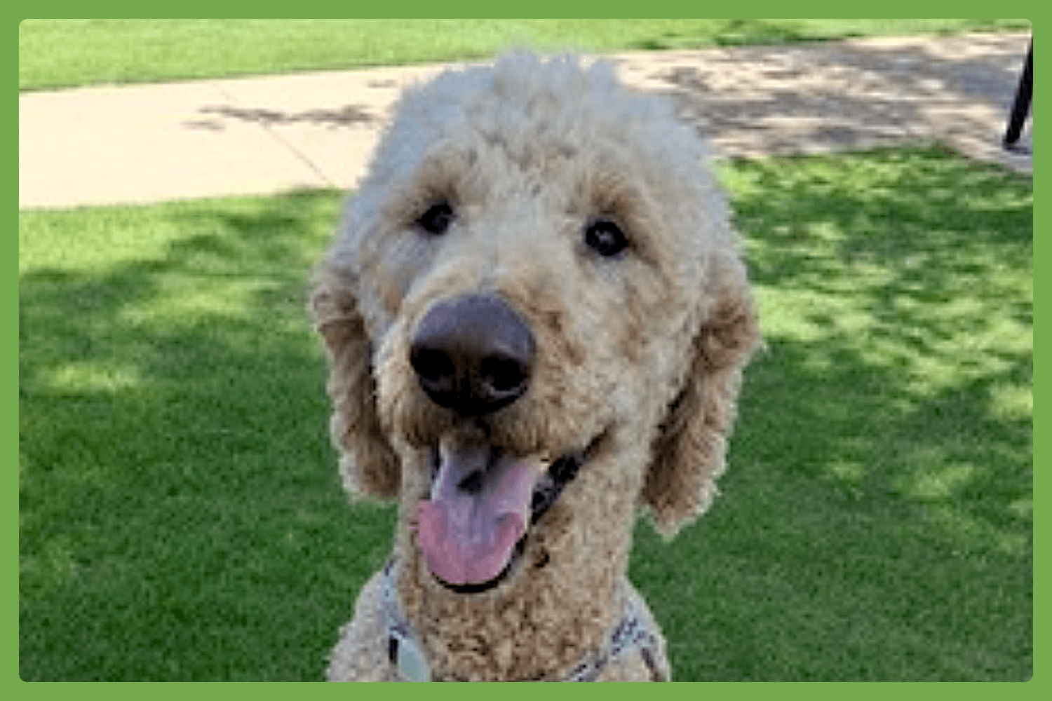 Henry - Poodle (Standard)