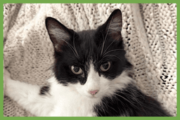 Sadie image 1