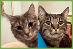 Momo And Pippin image 1