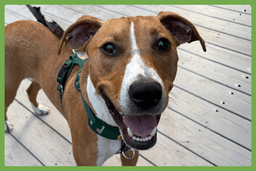 Humphrey image 1