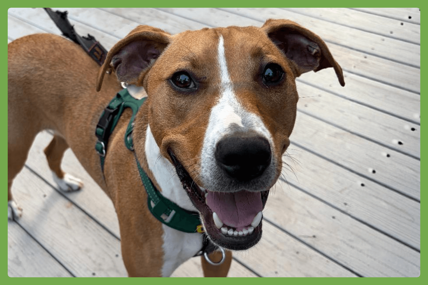 Humphrey - Hound