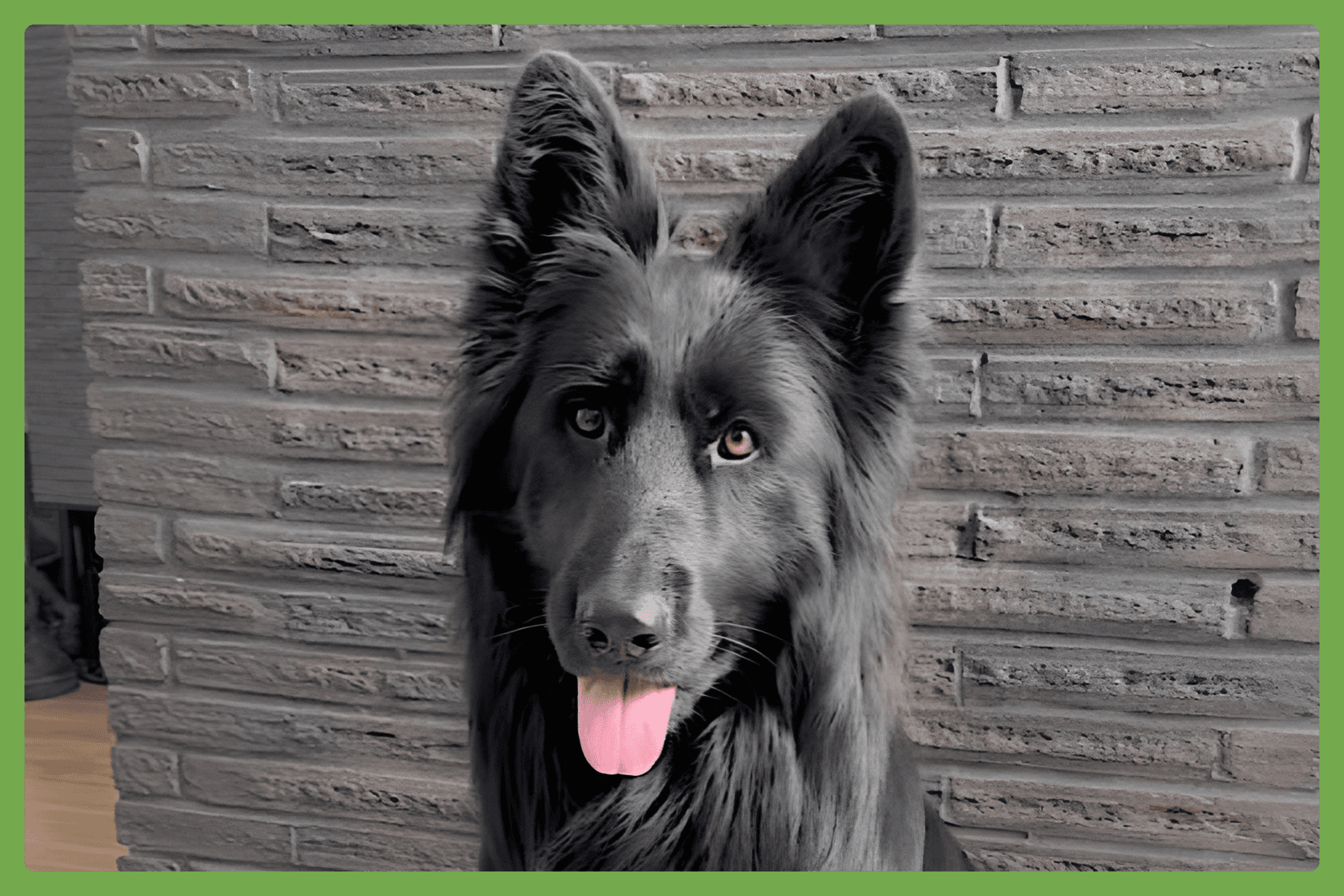 Winter - German Shepherd Dog