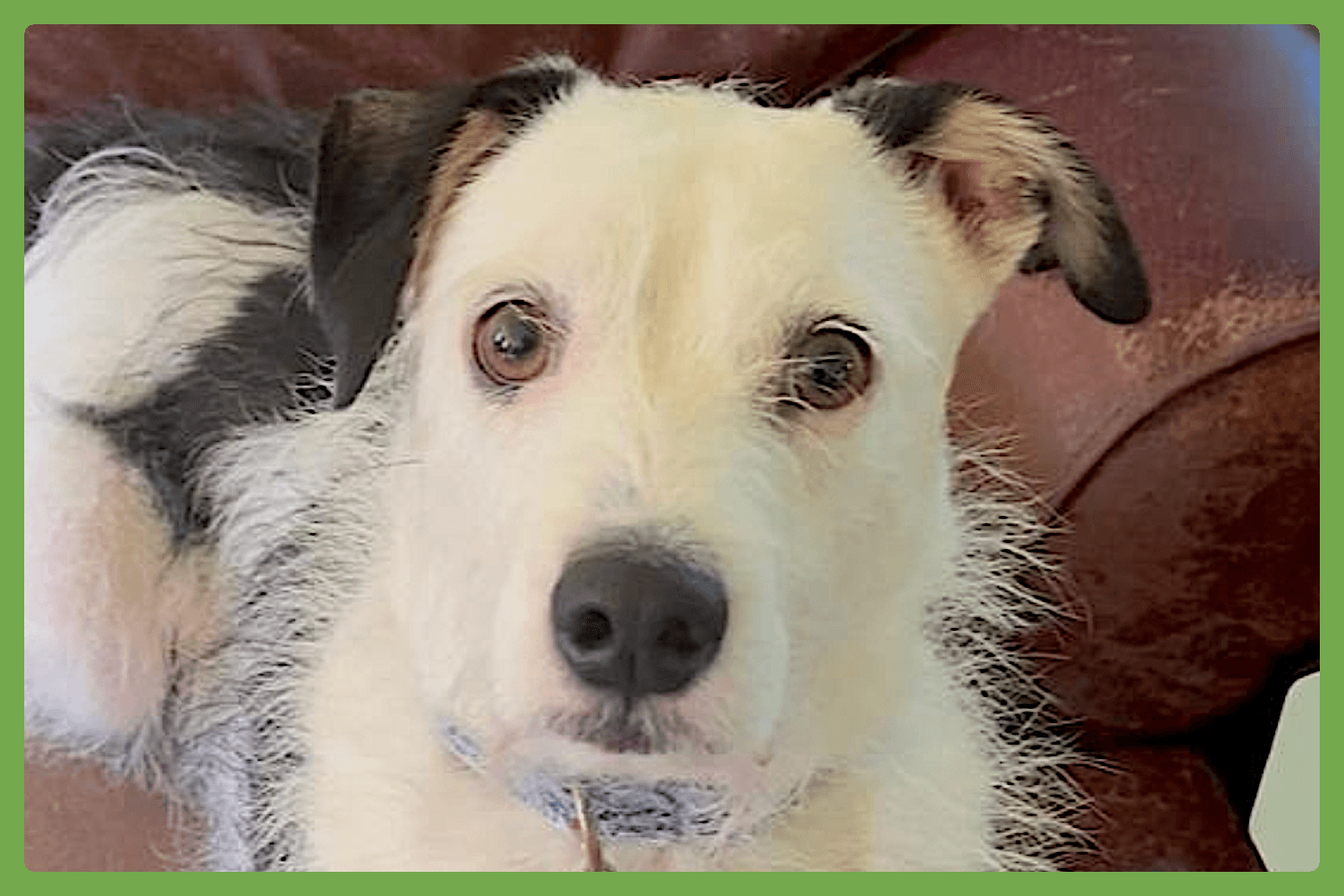 Danny - Terrier