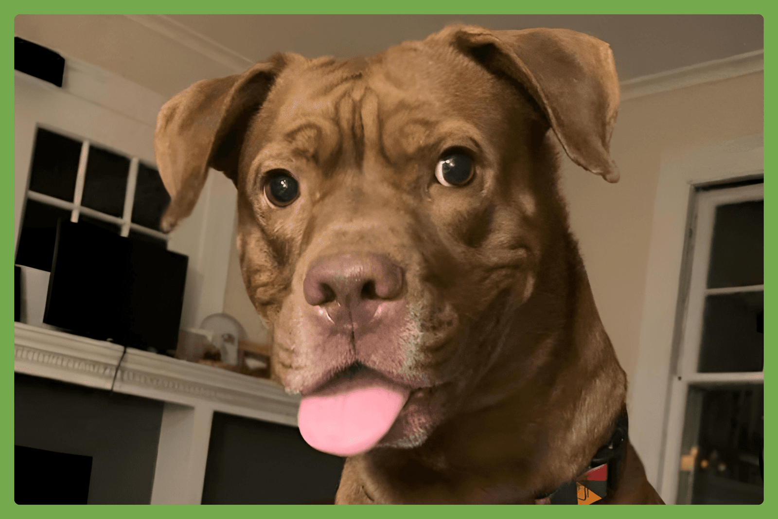 Hiccup - Labrador Retriever