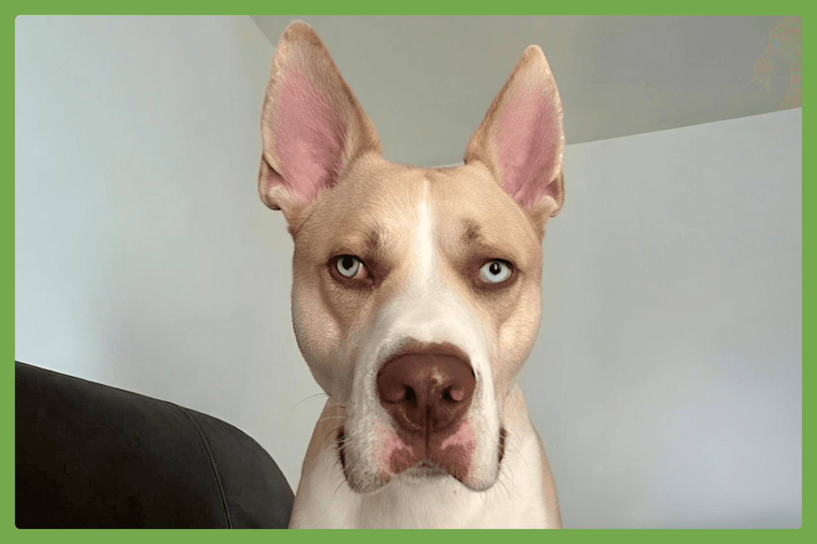 Ozzy - Siberian Husky