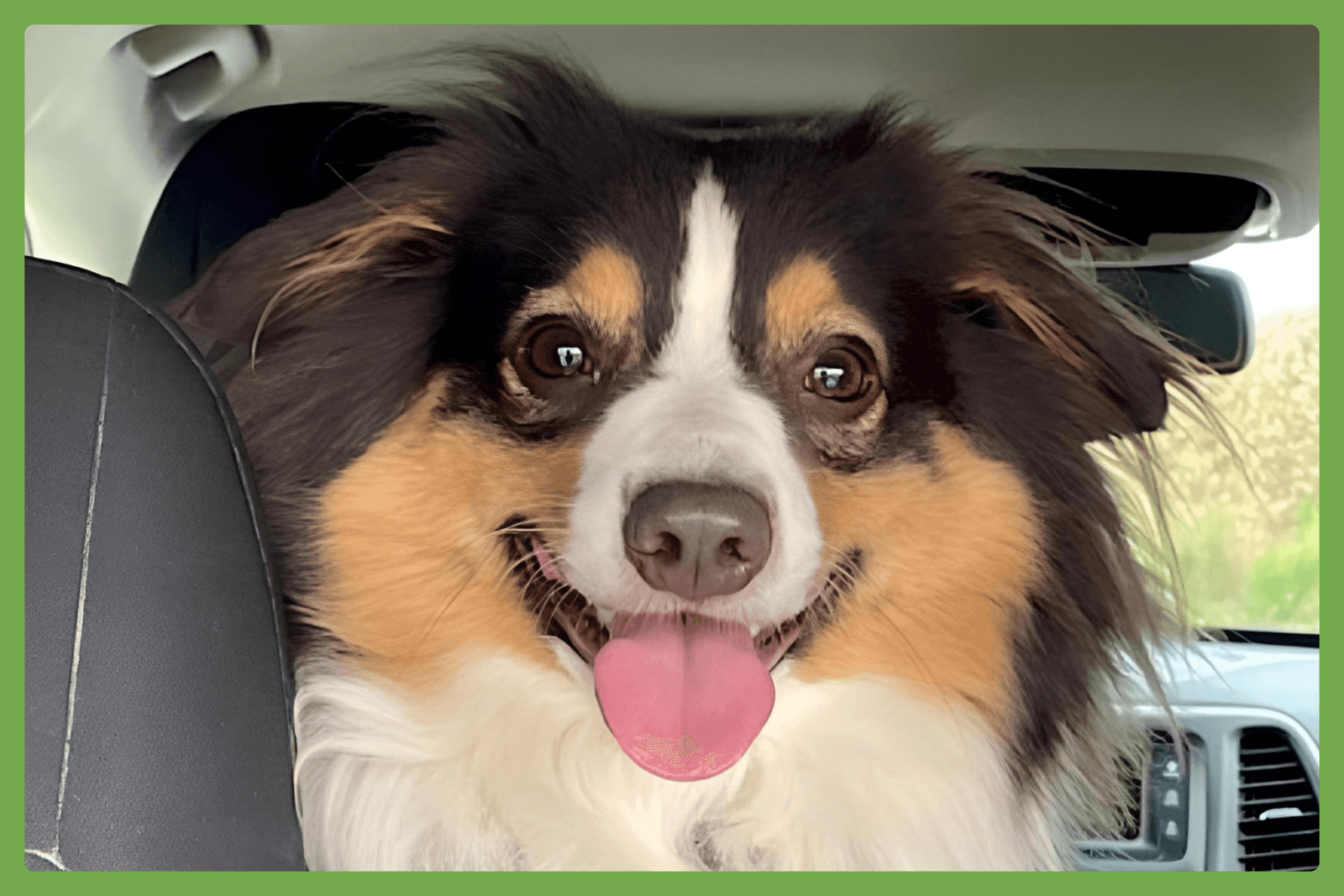 Nova - Australian Shepherd