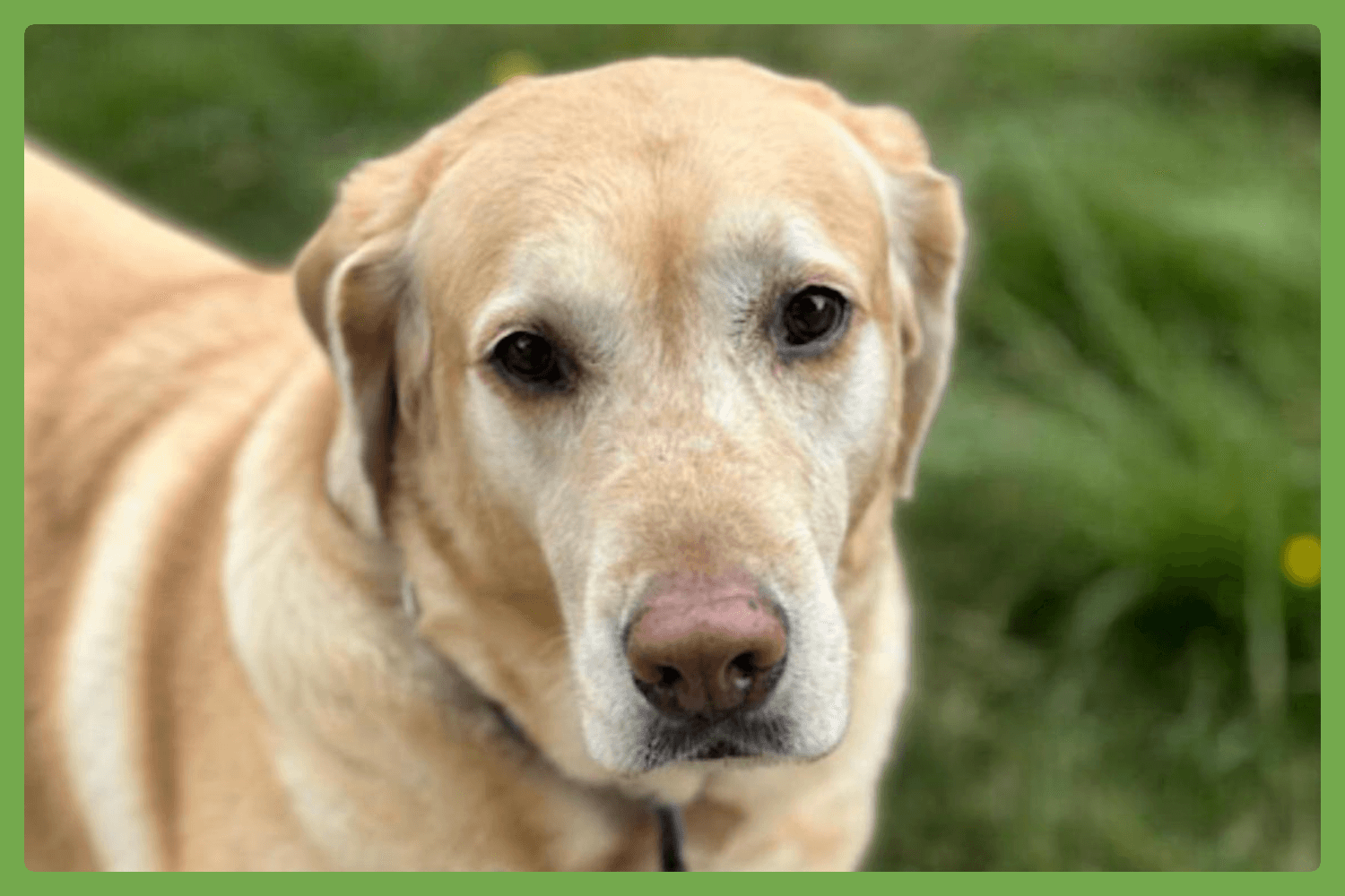 Cooper - Labrador Retriever