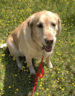 Cooper image 2