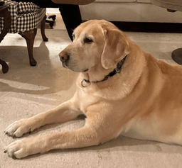 Cooper image 4