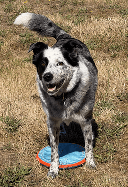 Scout image 2