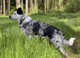 Scout image 3