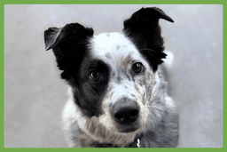 Scout image 1