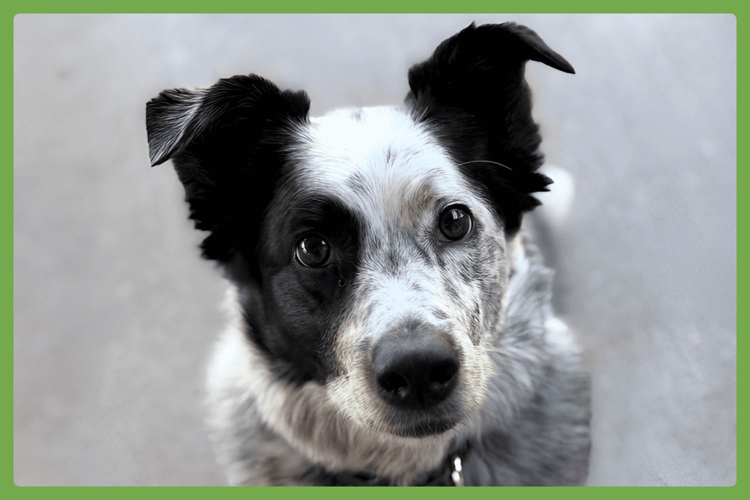 Scout - Australian Shepherd