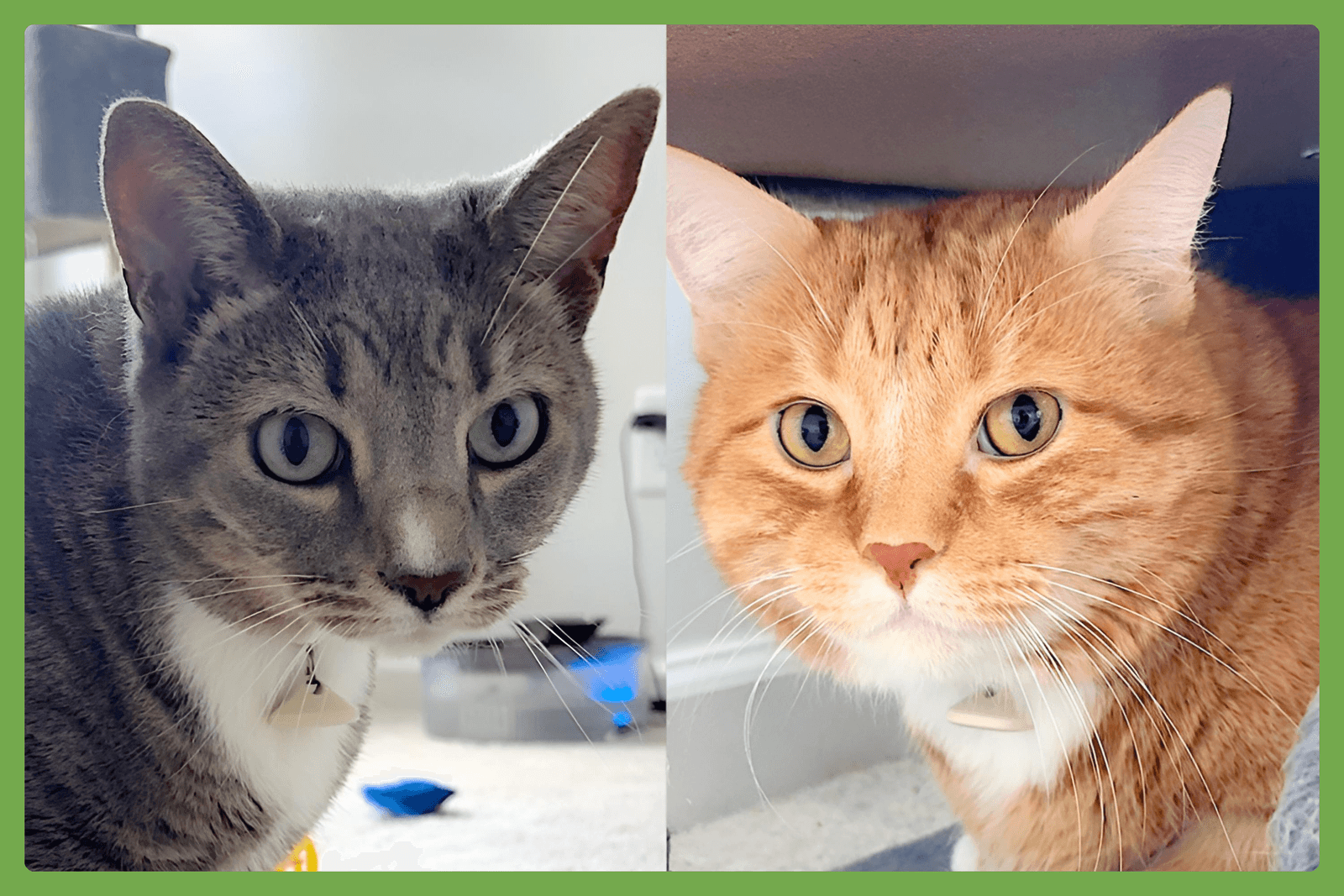 Brooklyn And Mango - Domestic Short Hair