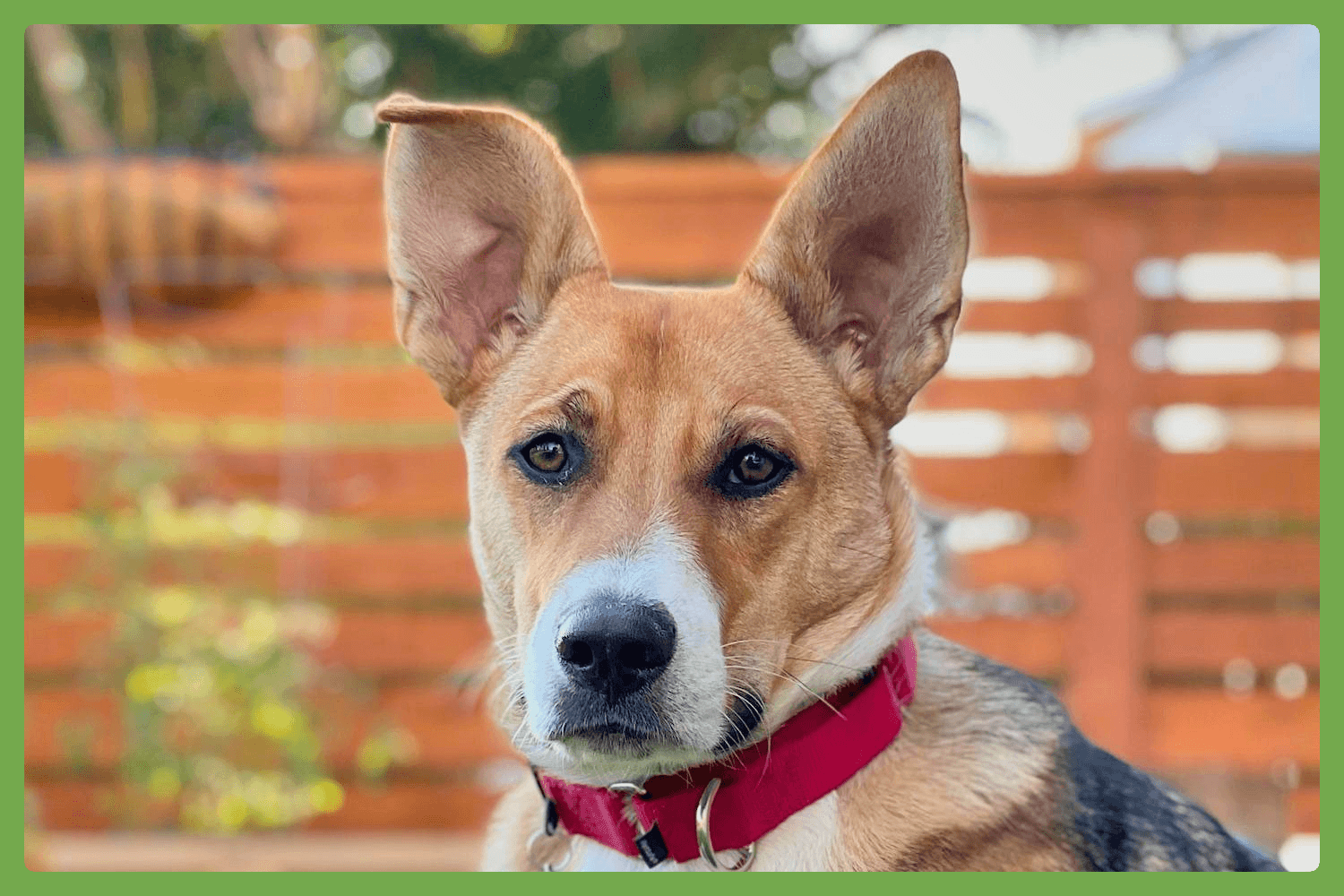 Bowie - German Shepherd Dog