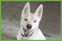 Buddy image 1