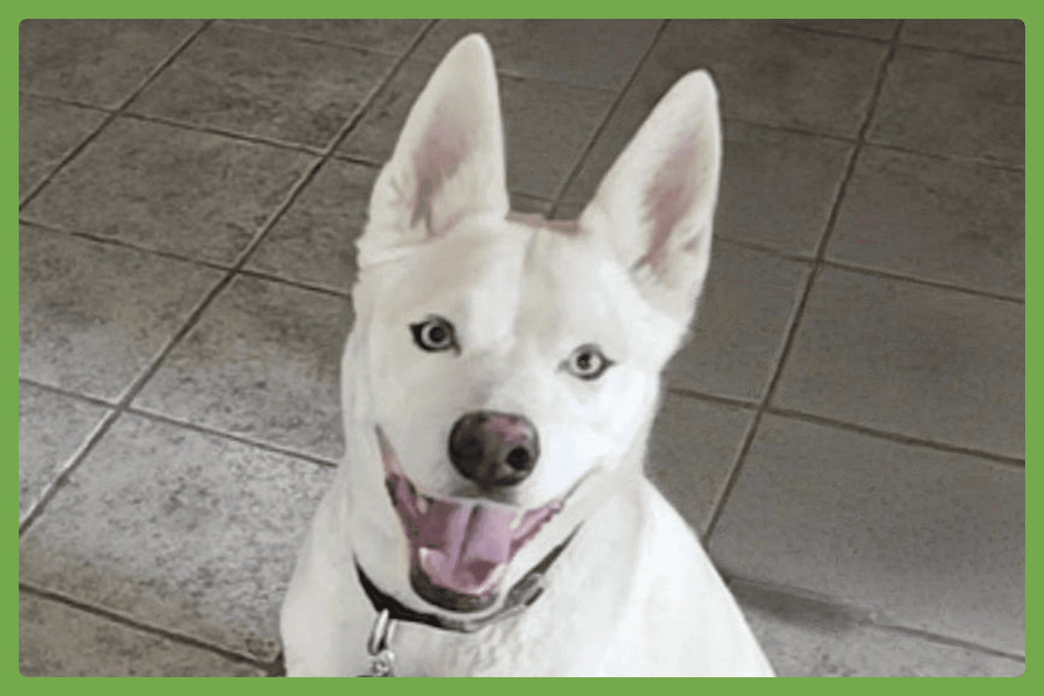 Buddy - Siberian Husky