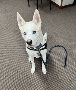 Buddy image 2