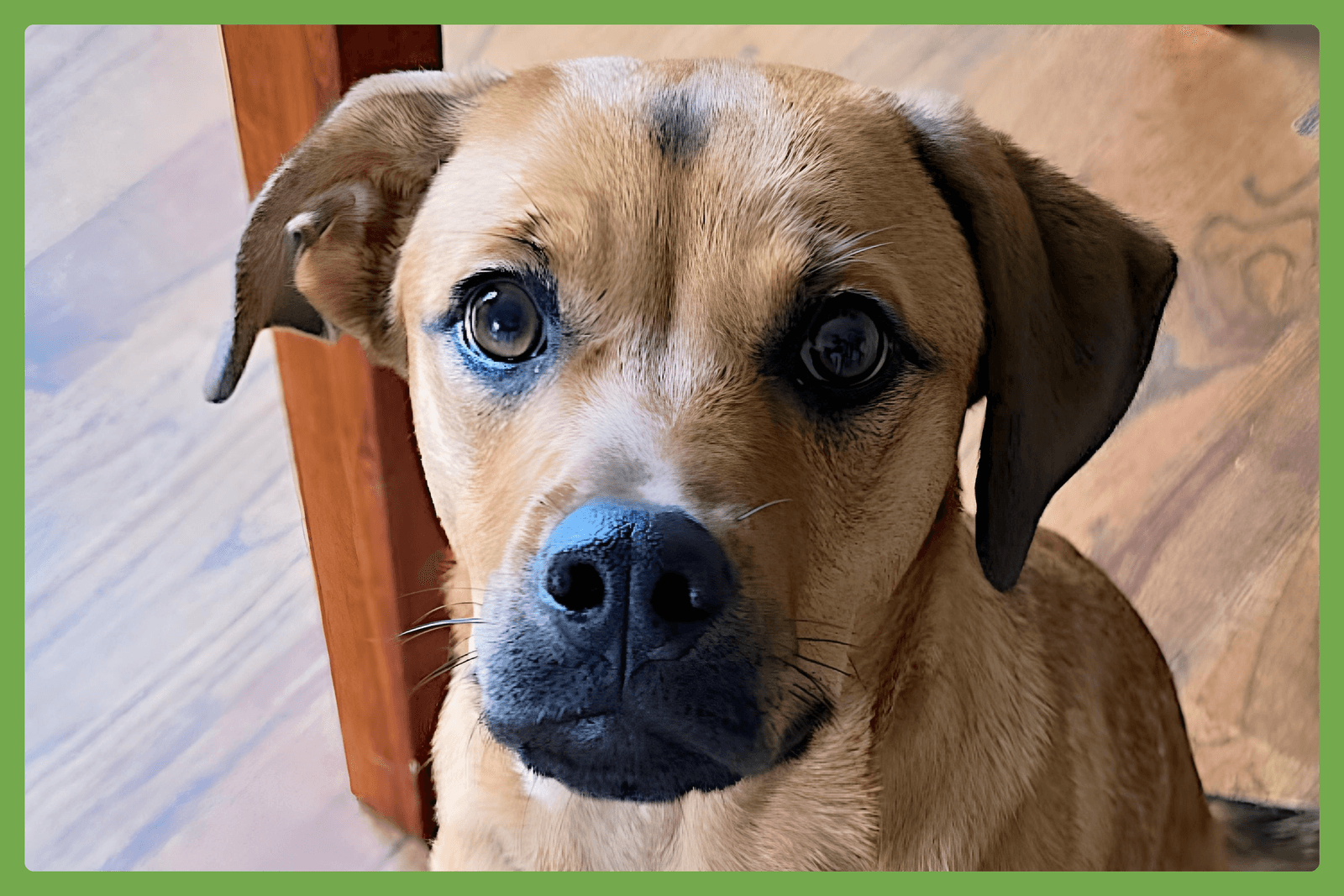 Honey - Labrador Retriever