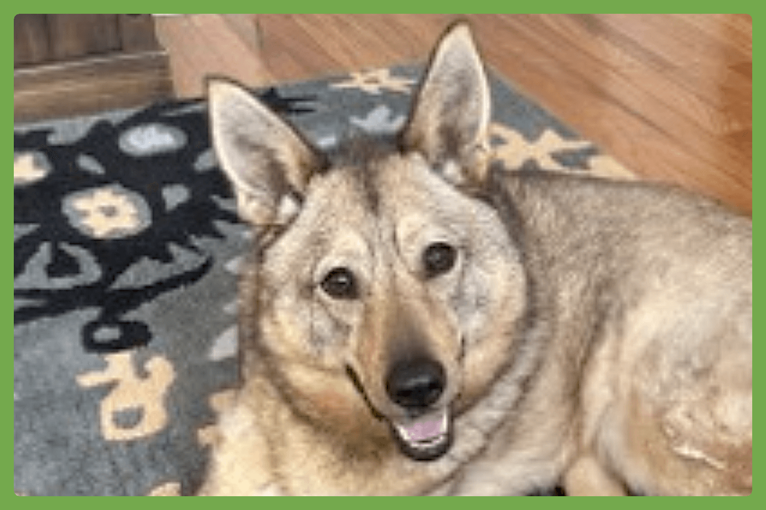 Juno - Jindo (Korean)