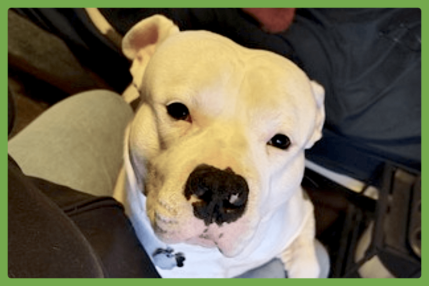 Ghost - American Staffordshire Terrier