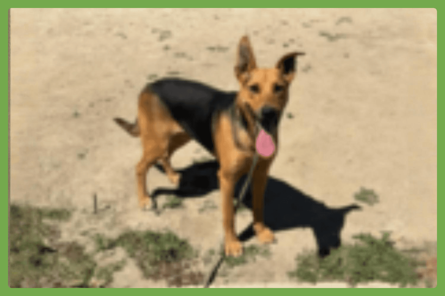 Sammy - German Shepherd Dog