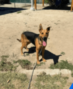 Sammy image 4