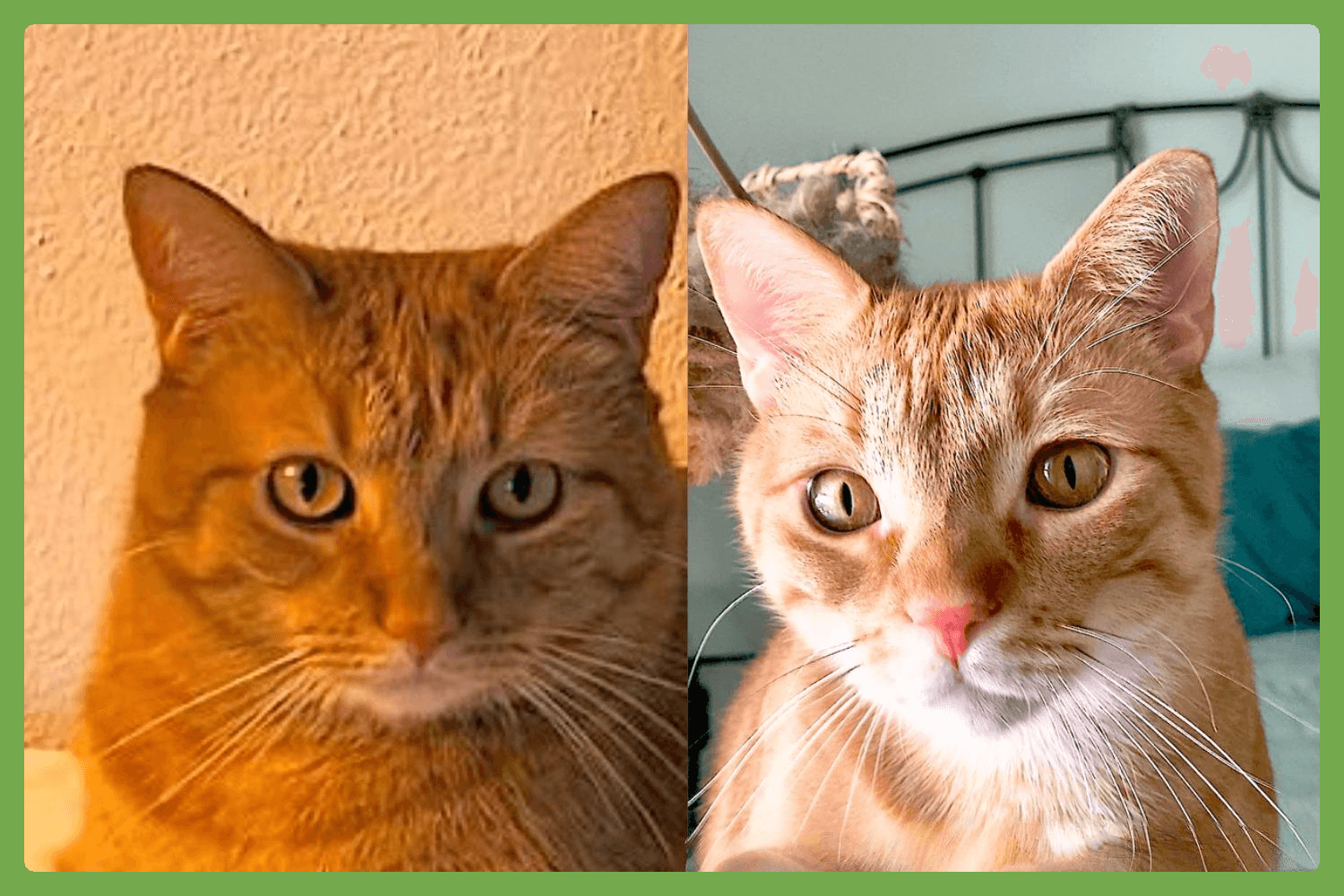 Cheech And Chong - Domestic Short Hair