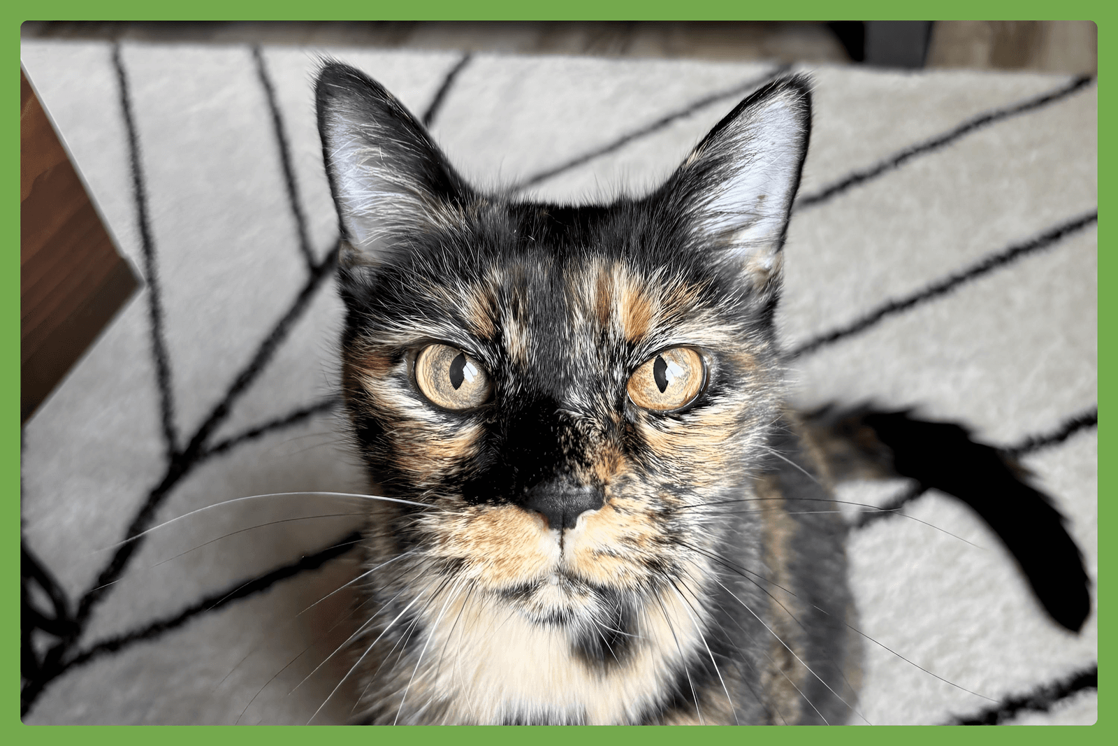 Adeline - Domestic Short Hair