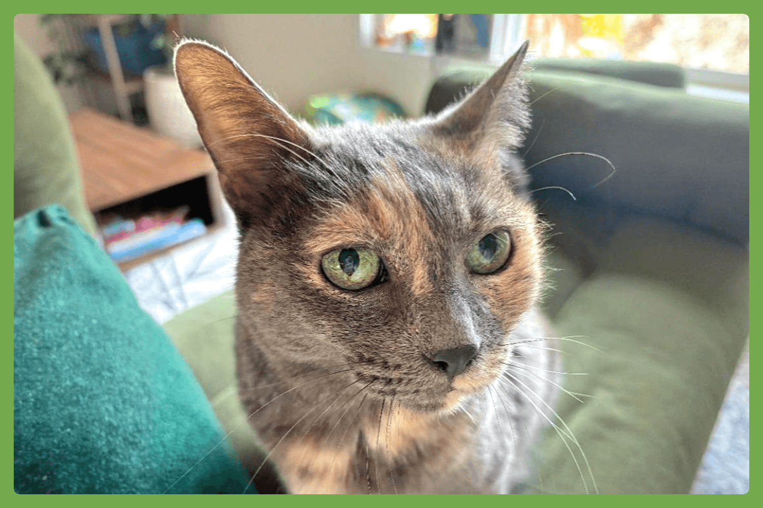 Muffin - Domestic Short Hair