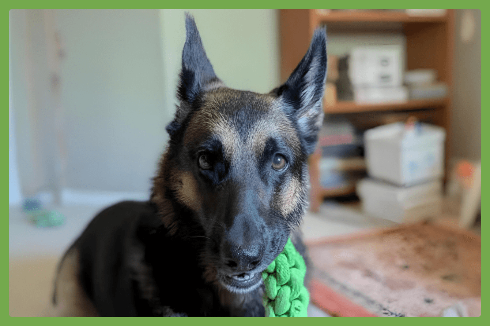 Luna - German Shepherd Dog
