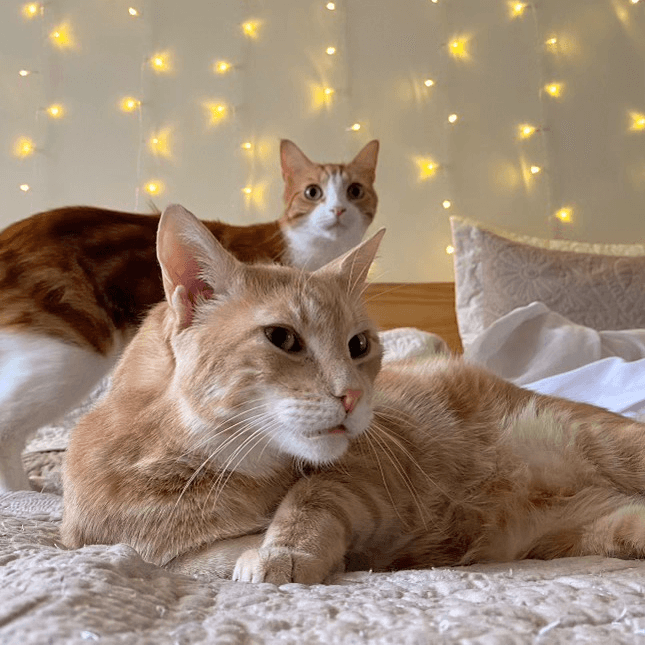 London  Turin - Domestic Short Hair