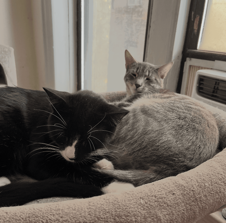 Colbert  Kimmel - Domestic Short Hair
