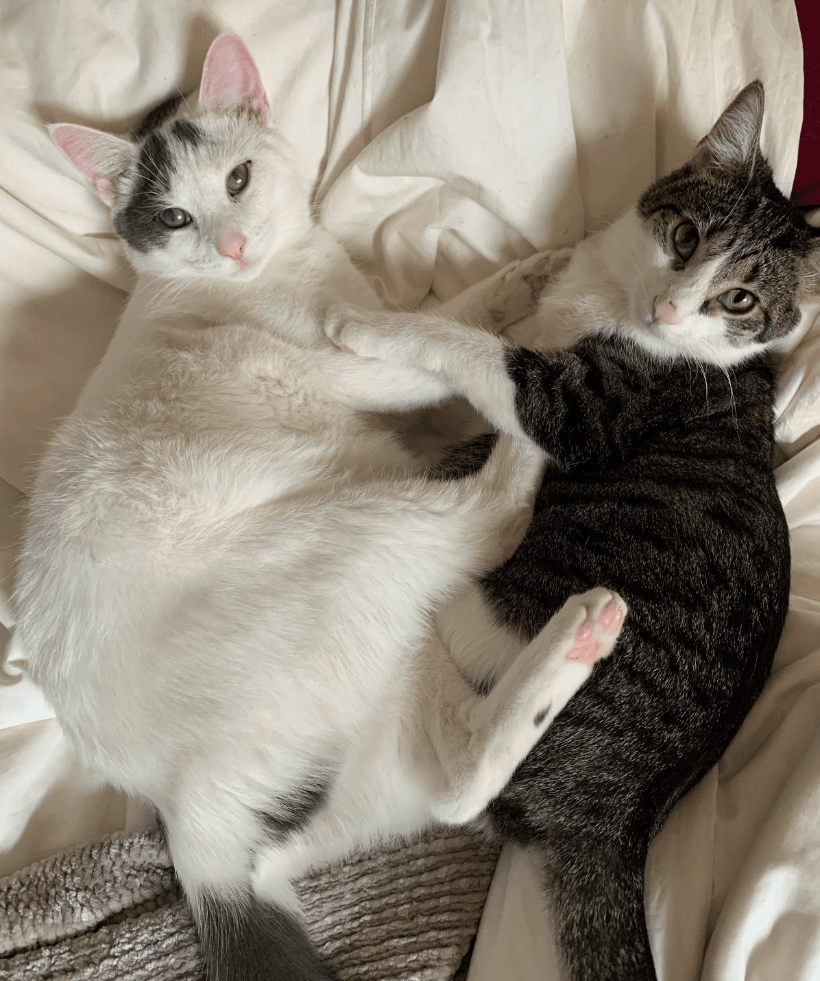 Dickory  Dock - Domestic Short Hair