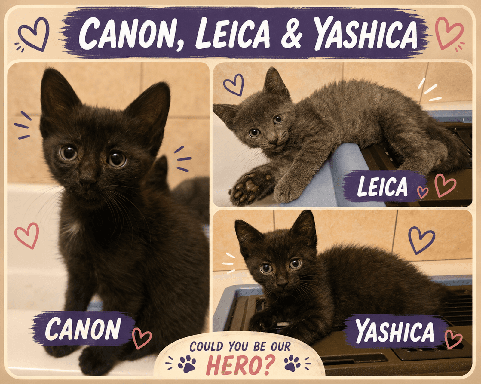 Kodakcanon  Yoshicaleica - Domestic Short Hair