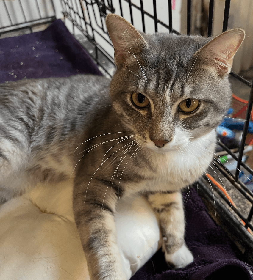 Patriot - Domestic Short Hair