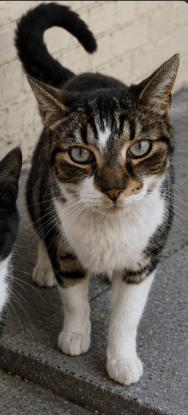 Flag - Domestic Short Hair