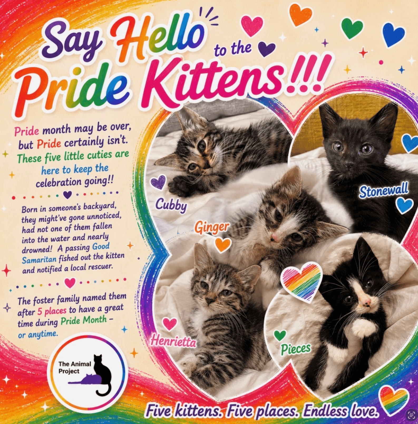 Cubby Ginger Pieces- Henrietta Stonewall - Domestic Short Hair