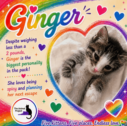 Cubby Ginger Pieces- Henrietta Stonewall image 3