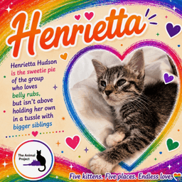 Cubby Ginger Pieces- Henrietta Stonewall image 4