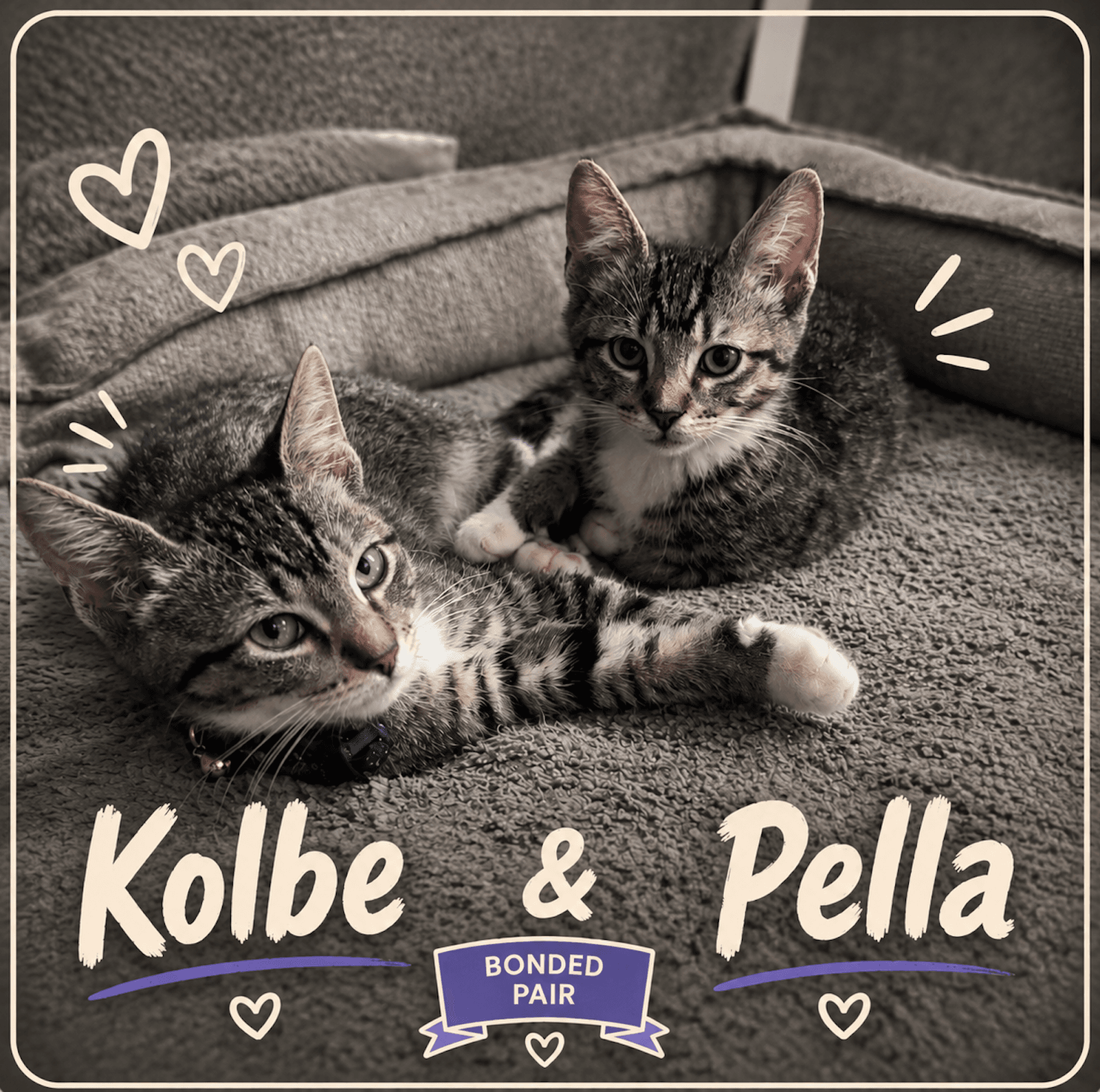 Window Well Kittens - Domestic Short Hair