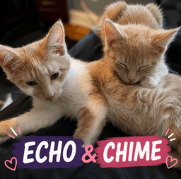 Echo And Chime image 1