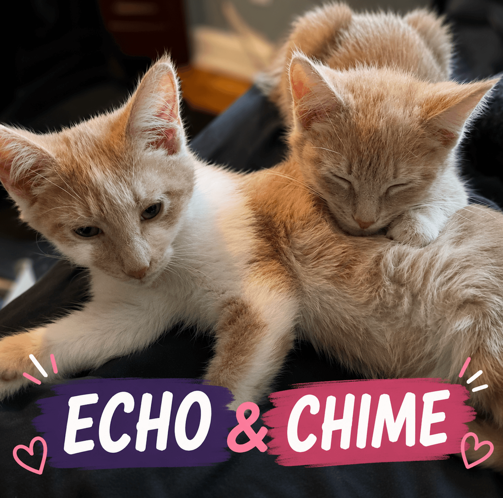 Echo And Chime