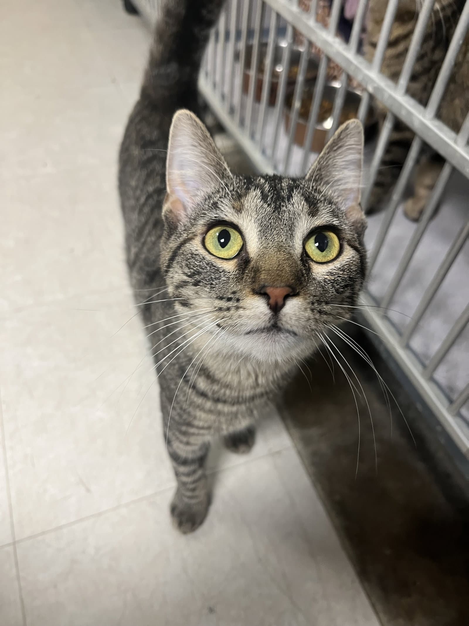Sparkle - Domestic Short Hair