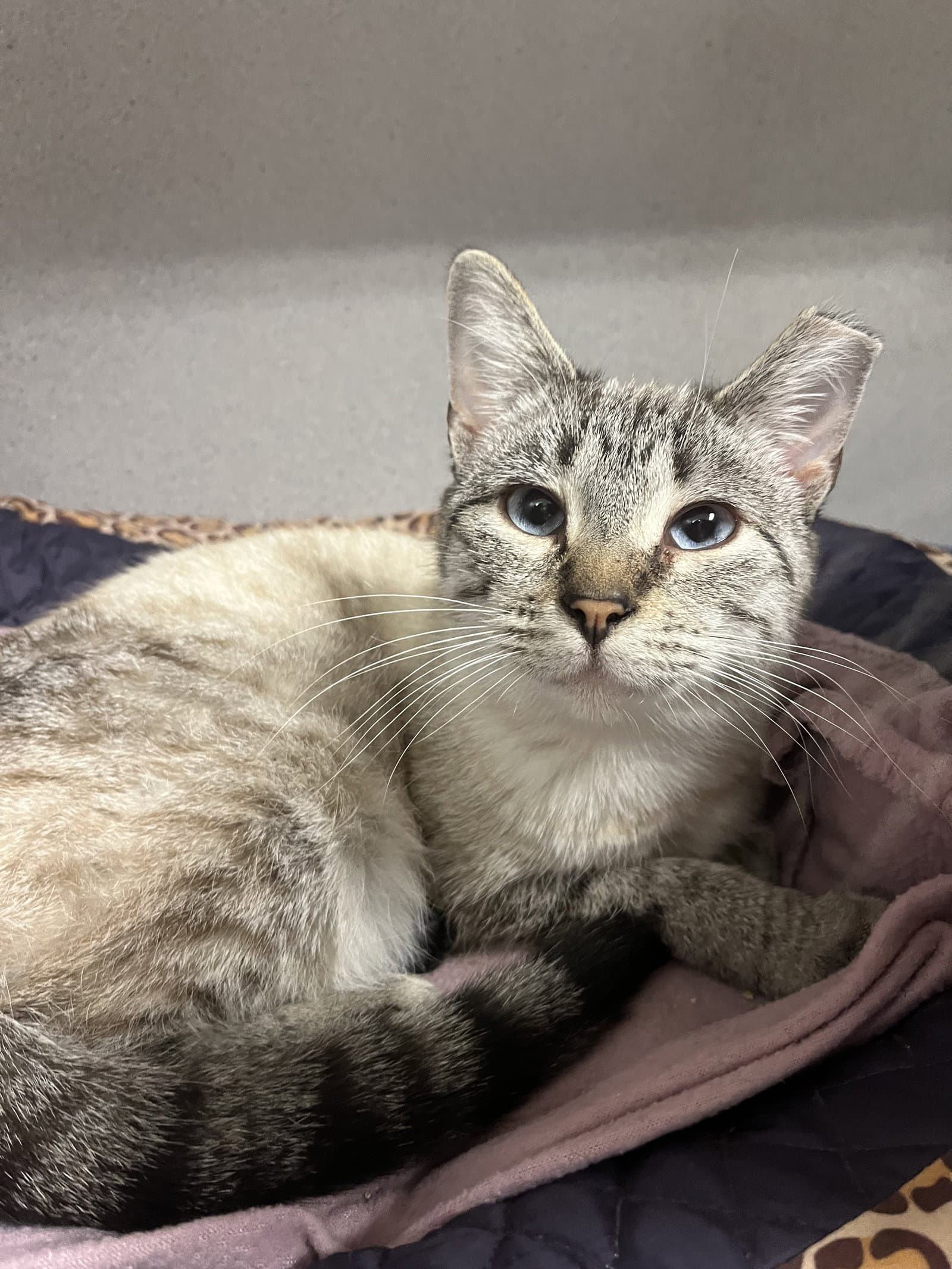 Ellen - Siamese