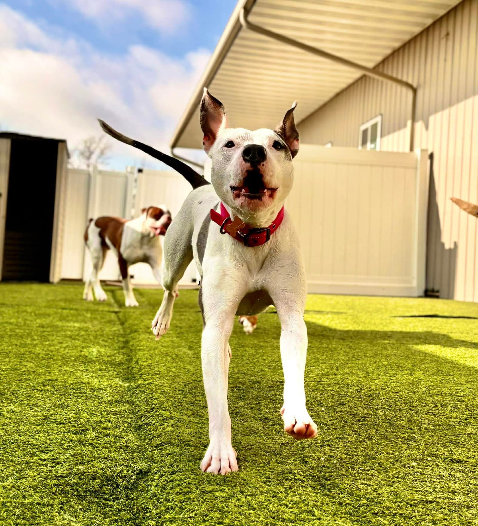 Sweet Pea - American Pit Bull Terrier