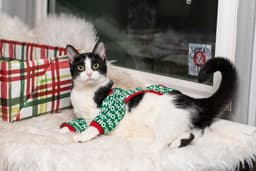 Minni image 2