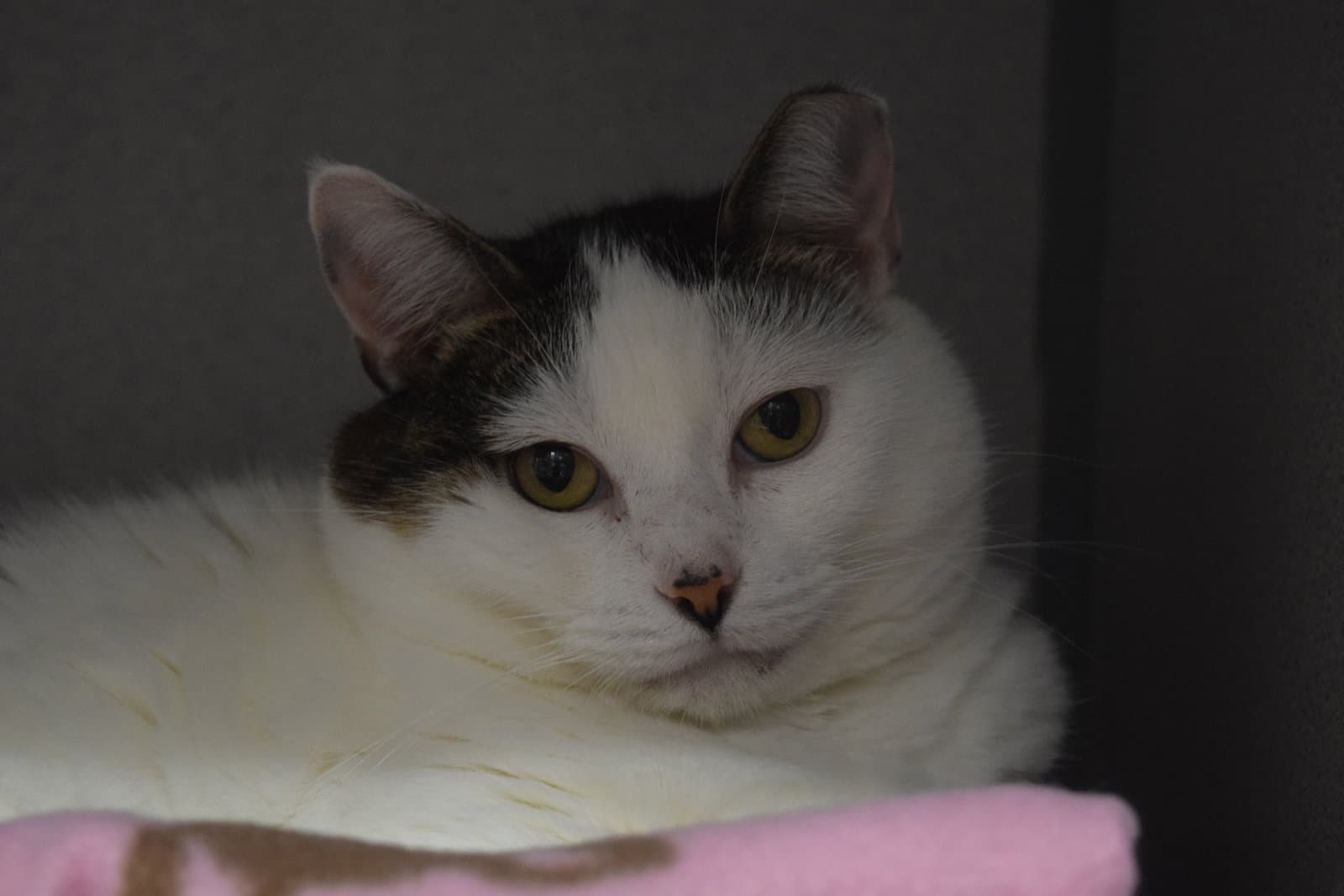 Quinn - Domestic Short Hair