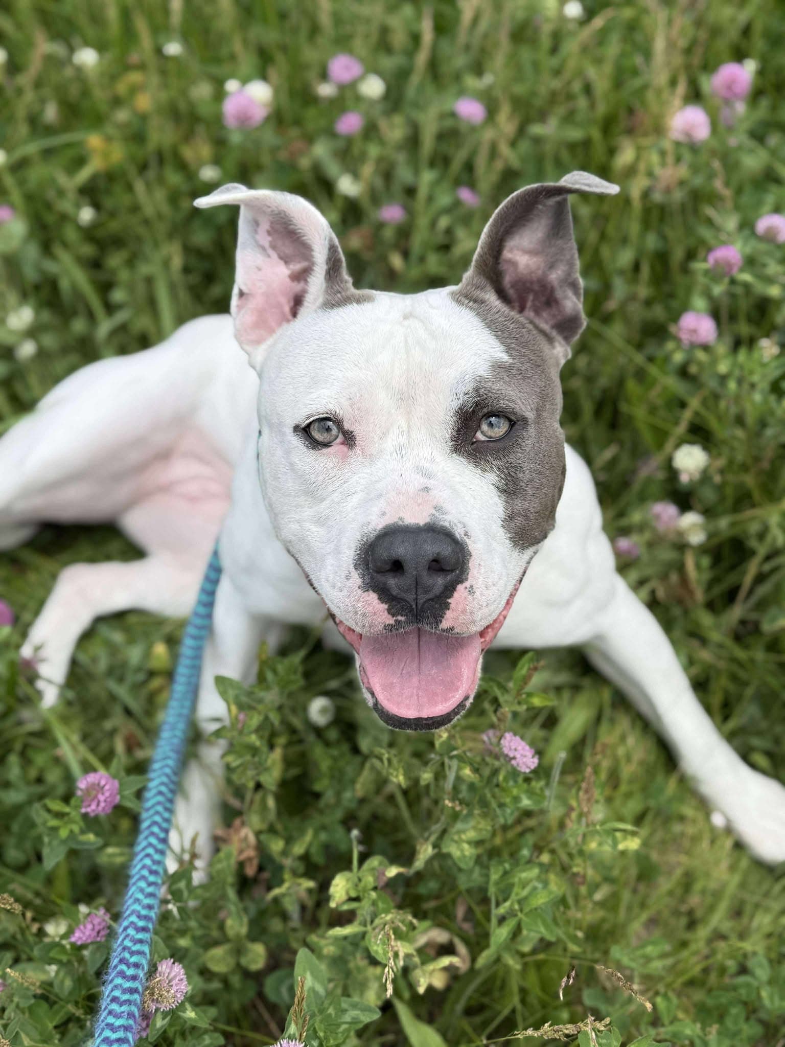 Lilac - Pit Bull Terrier